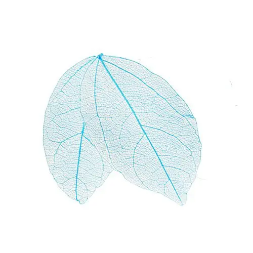 Suho listje - svetlo turkizno